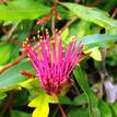 Grevillea gaudichaudii x longifolia Fanfare