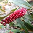 Grevillea Poorinda Royal Mantle