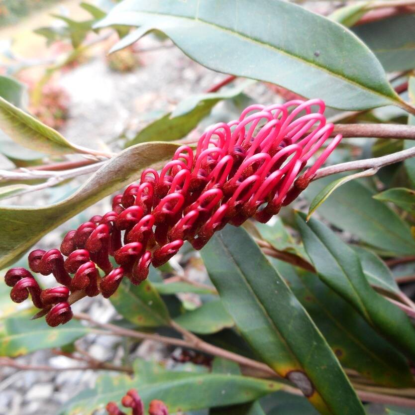 Grevillea Poorinda Royal Mantle