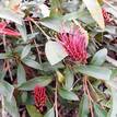 Grevillea Poorinda Royal Mantle