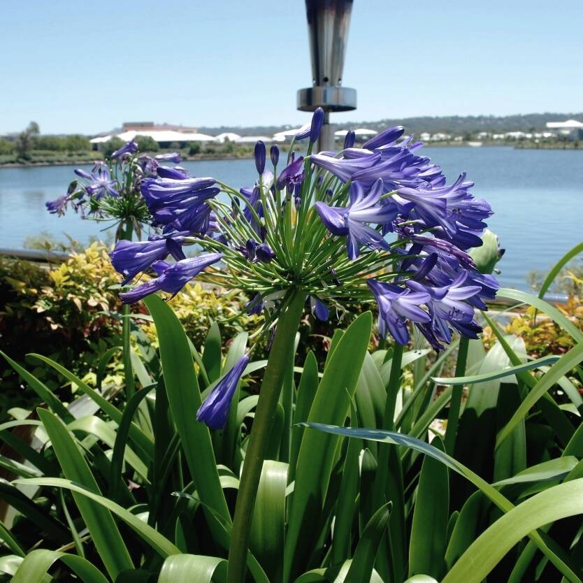 Agapanthus Queen Anne