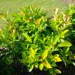 Viburnum odoratissimum Emerald Lustre