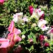 Antirrhinum Majus ''Snapdragon''