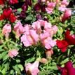Antirrhinum Majus ''Snapdragon''