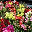 Antirrhinum Majus ''Snapdragon''