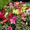 Antirrhinum Majus ''Snapdragon''