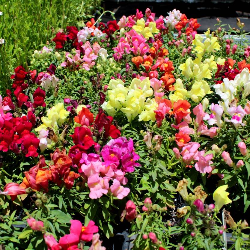 Antirrhinum Majus ''Snapdragon''