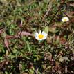 Erigeron karvinskianus