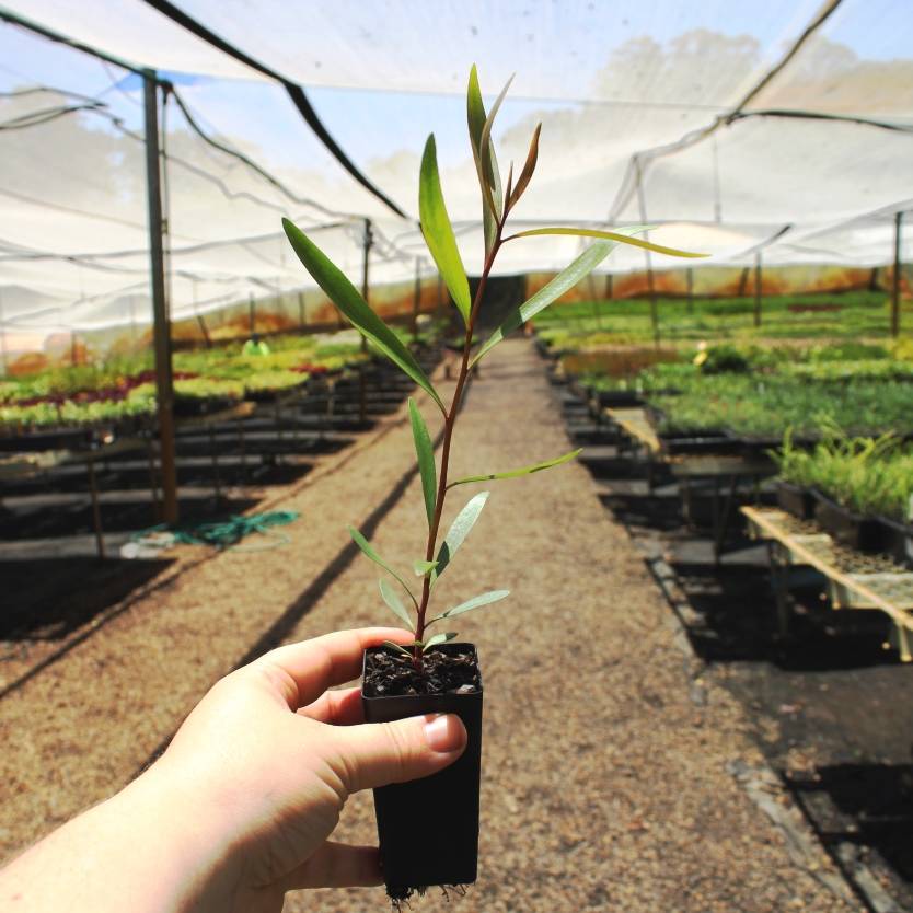 Melaleuca leucadendra Broad Leaf