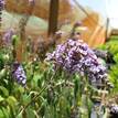 Buddleja davidii Joan