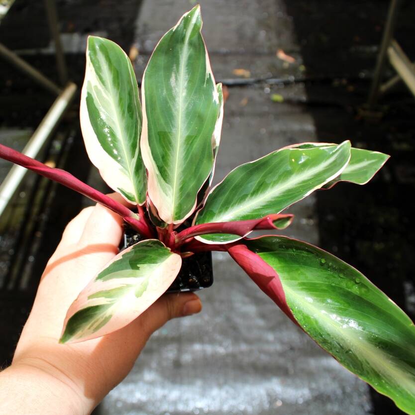 Ctenanthe oppenheimiana 'Tricolour'