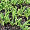 Senecio radicans ''String of Beans''