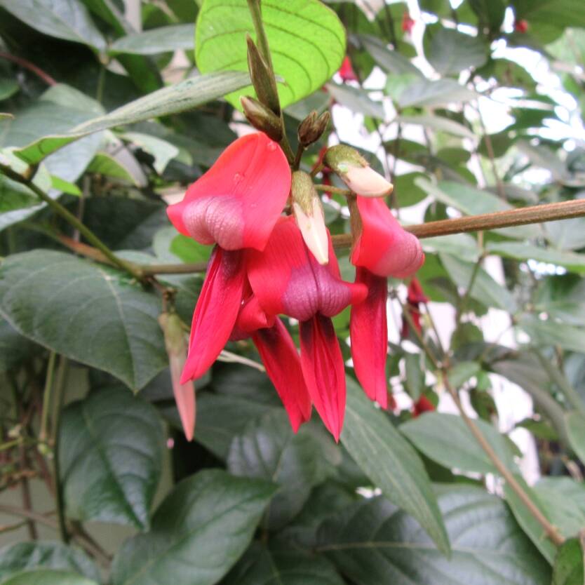 Kennedia rubicunda