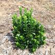 Euonymus japonica 'Green Rocket'