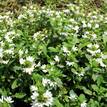 Scaevola aemula White Fanfare (Small leafed)