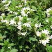 Scaevola aemula White Fanfare (Small leafed)