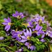 Scaevola Mauve Clusters