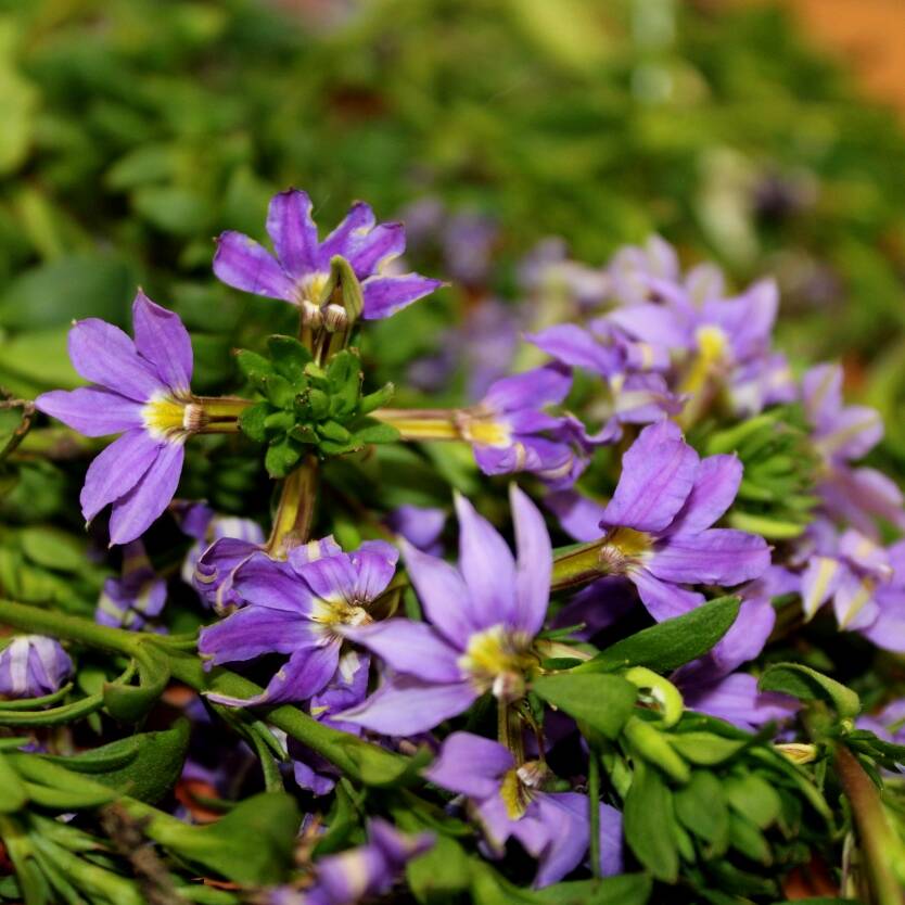 Scaevola Mauve Clusters