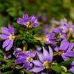 Scaevola Mauve Clusters