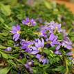 Scaevola Mauve Clusters