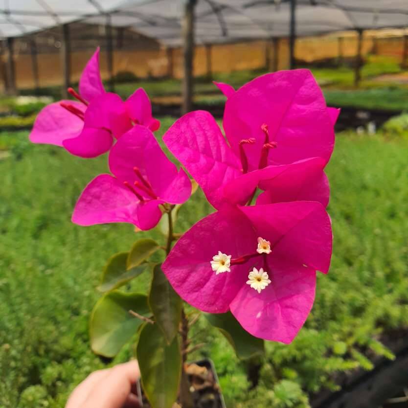 Bougainvillea X Buttiana (Mrs. Butt Bougainvillea)