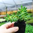 Sedum rubrotinctum 'Aurora' Green