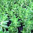 Sedum rubrotinctum 'Aurora' Green