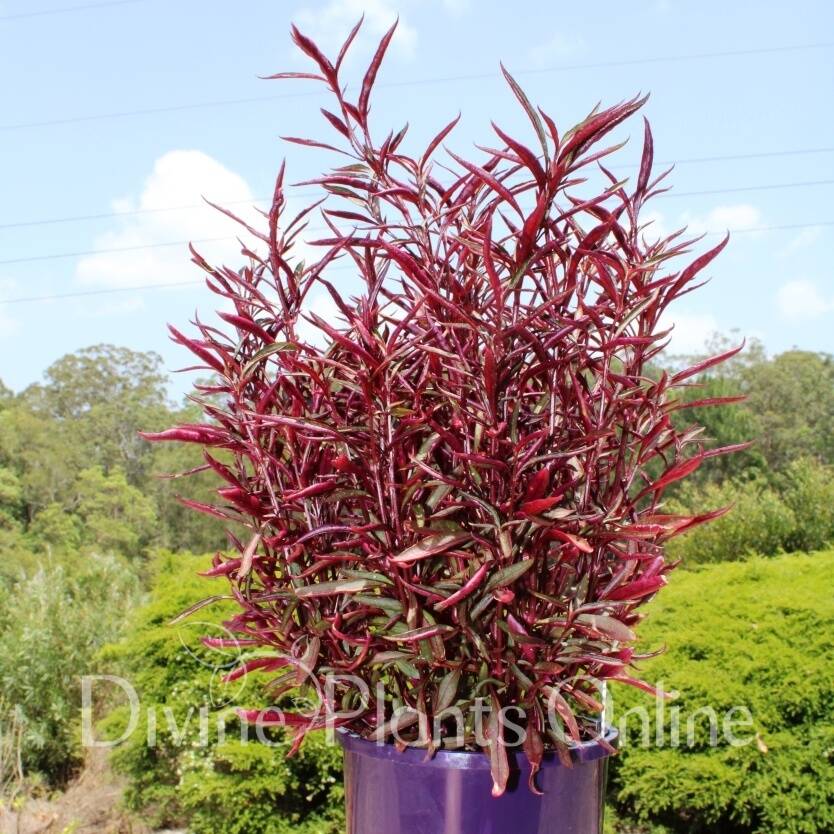 Alternanthera ficoidea 'Red Threads'