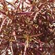 Alternanthera ficoidea 'Red Threads'