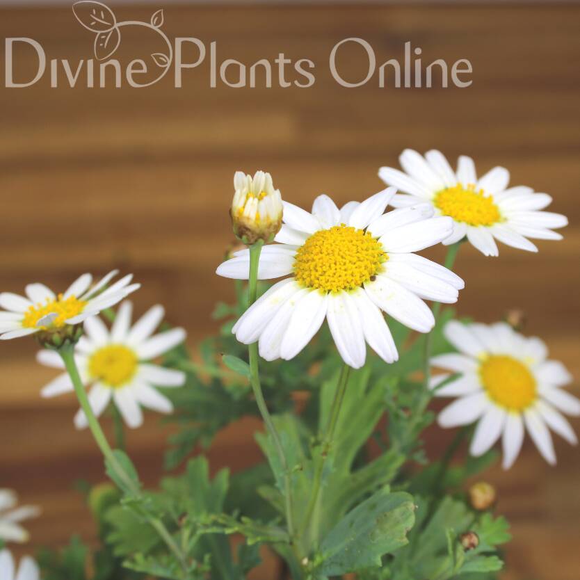 Chrysanthemum paludosum Snowland Divine Plants Online Shop
