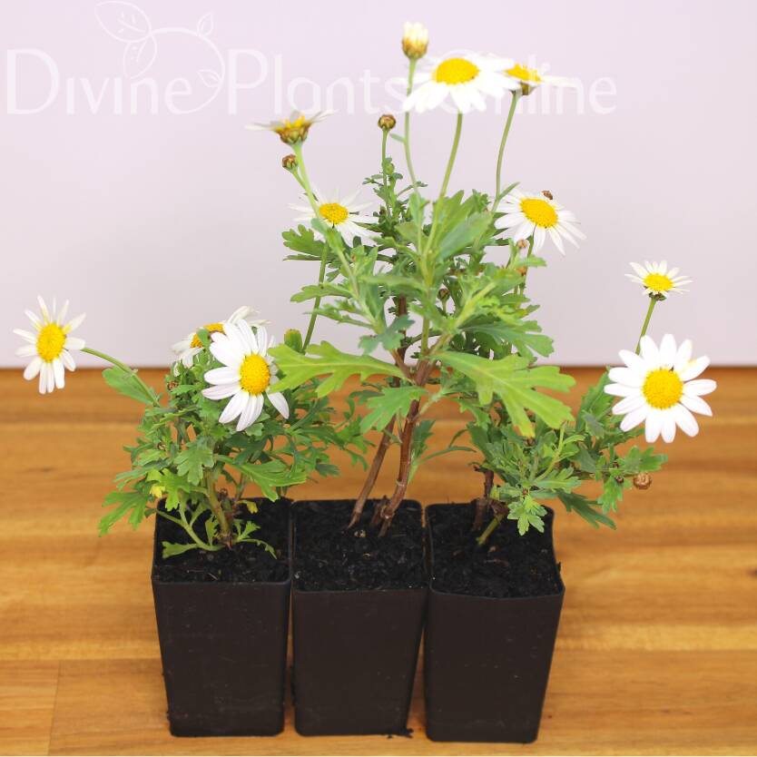 Chrysanthemum paludosum Snowland Divine Plants Online Shop