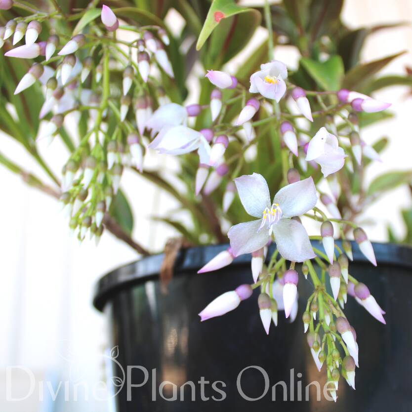 Medinilla dolichophylla Divine Plants Online Shop