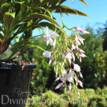 Medinilla dolichophylla