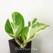 Epipremnum Aureum Snow Queen