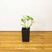 Epipremnum Aureum Snow Queen