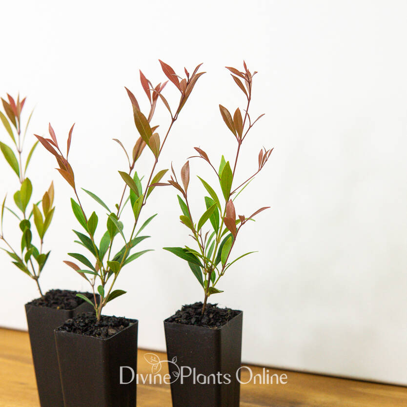 Acmena Smithii Forest Flame Divine Plants Online Shop