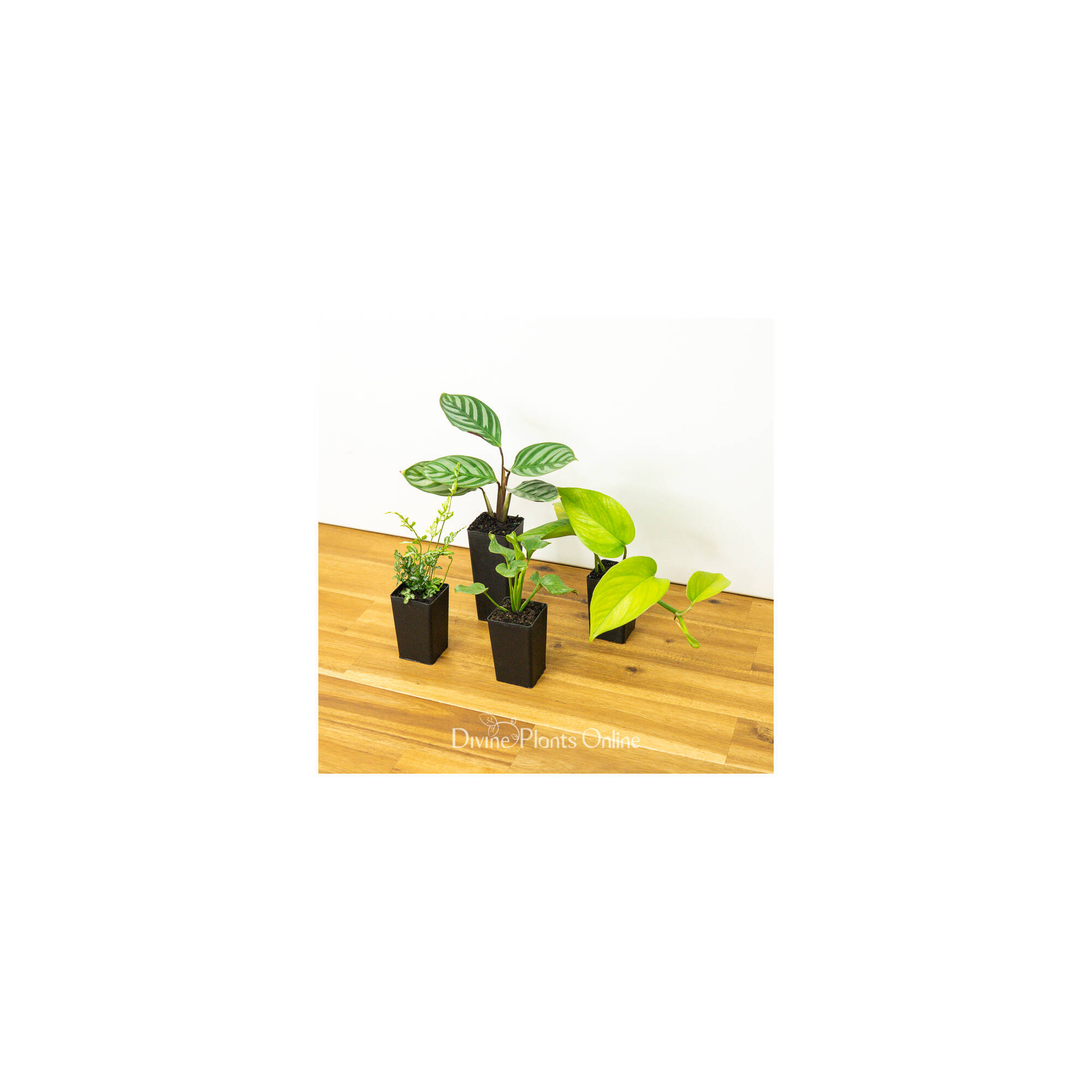 Indoor Plant Selection Divine Plants Online Shop