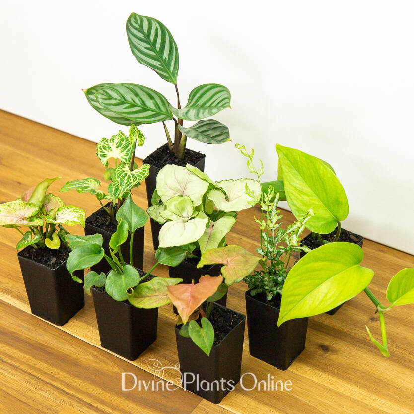 Indoor Plant Selection