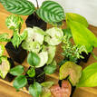 Indoor Plant Selection