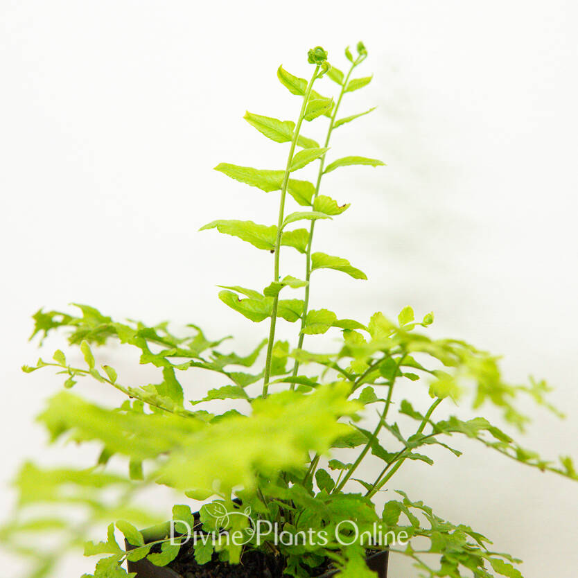 Nephrolepis Falcata Furcans 'Fishtail Fern'