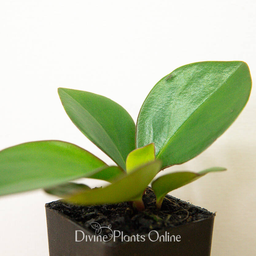 Peperomia Emerald