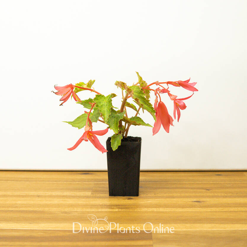 Begonia Bossa Nova