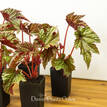 Begonia 'Gryphon'