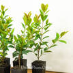 Syzygium Baby Boomer