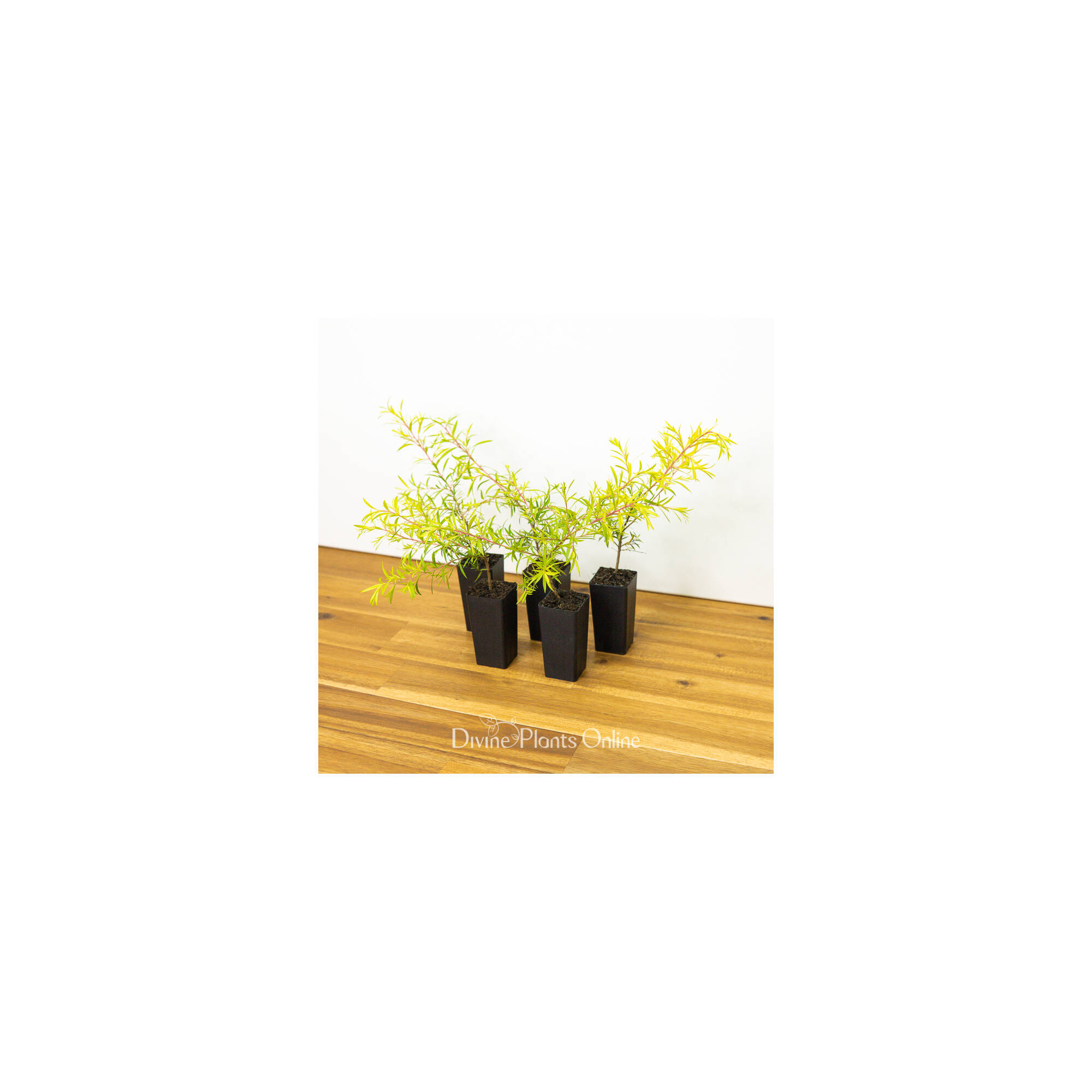 Melaleuca bracteata Revolution Gold – Divine Plants Online Shop