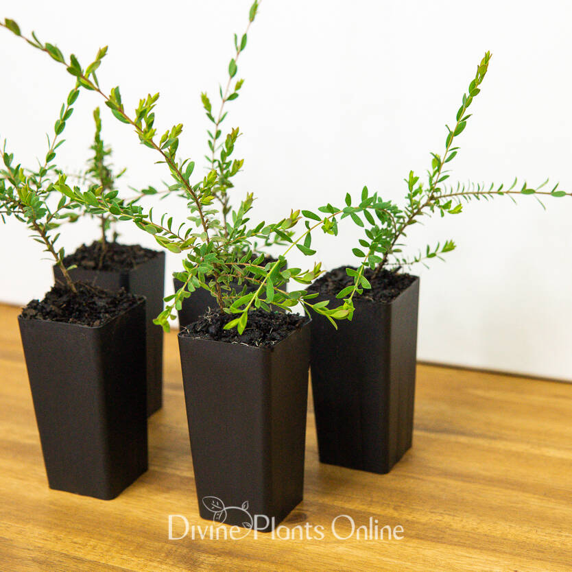 Melaleaca - White Lace, Melaleuca thymifolia