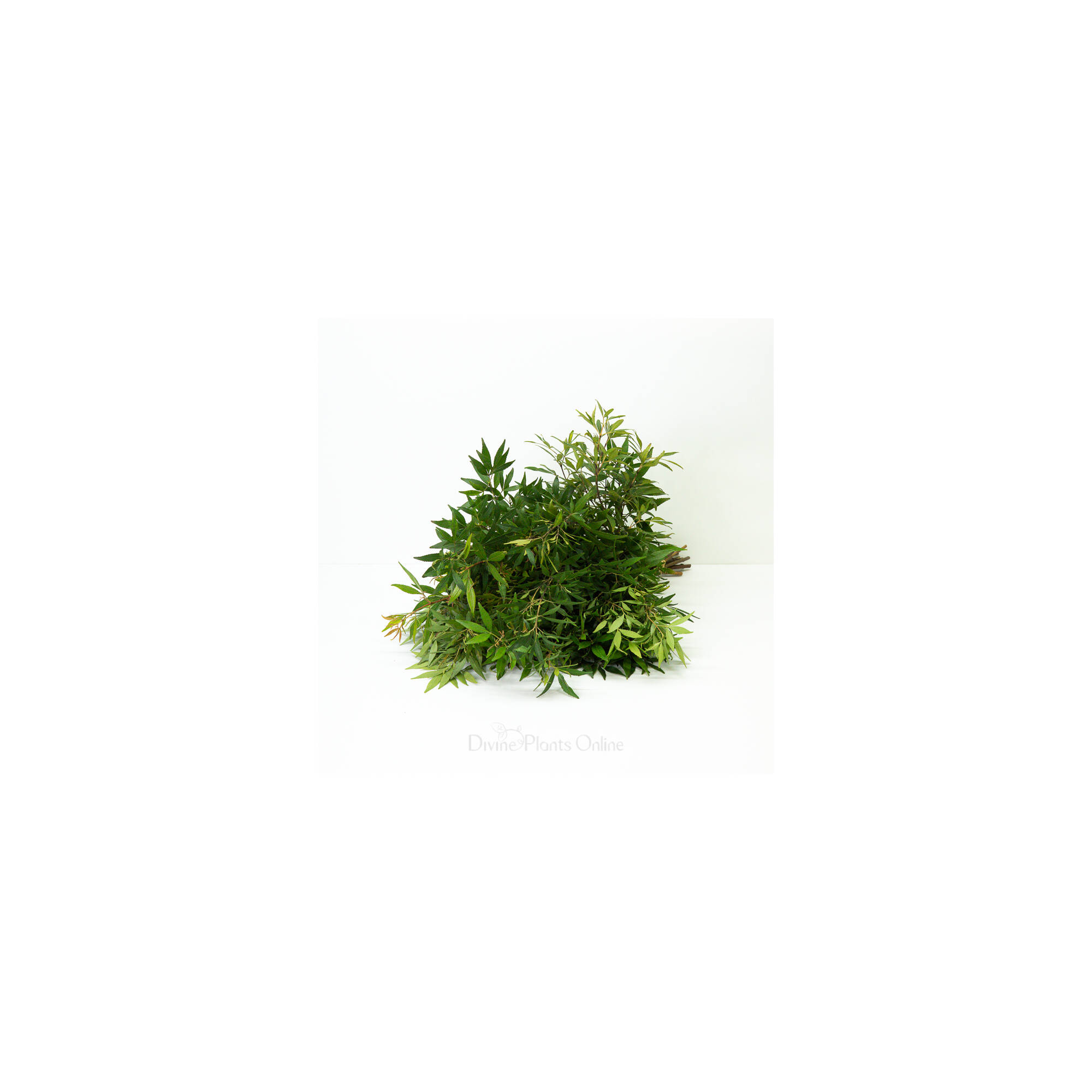 NSW Christmas Bush Foliage Divine Plants Online Shop