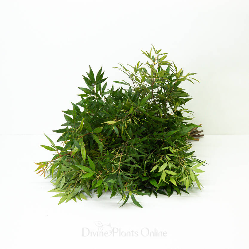 NSW Christmas Bush Foliage Divine Plants Online Shop