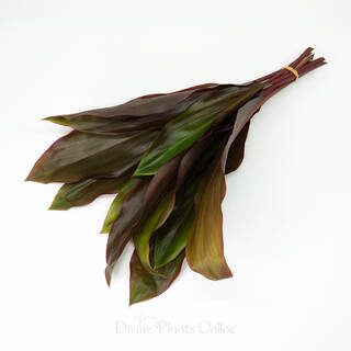 Cordyline Rubra - Foliage