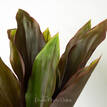 Cordyline Rubra - Foliage